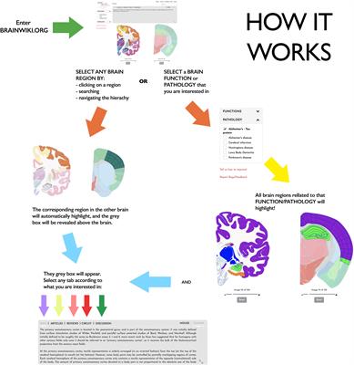 BrainWiki—A Wiki-Style, User Driven, Comparative Brain Anatomy Tool